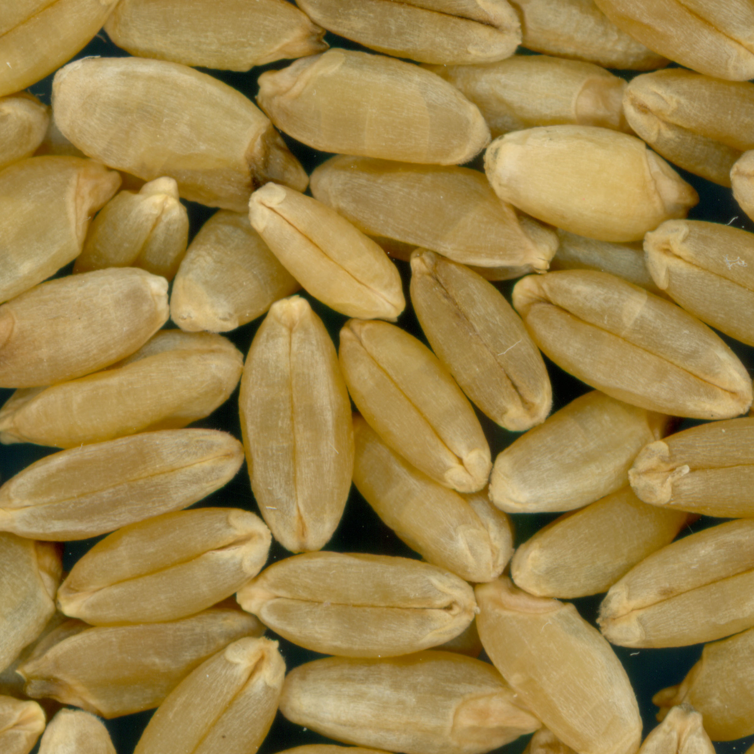 KERNELS